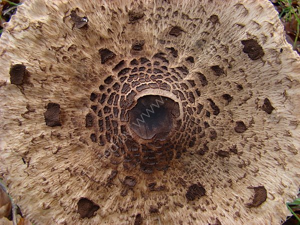 macrolepiota procera - Parasole Mushroom